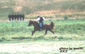 Festival of the American West 2003