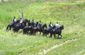Festival of the American West 2003