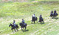 Festival of the American West 2003