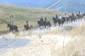 Festival of the American West 2003